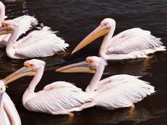 -新疆天山野生动物园