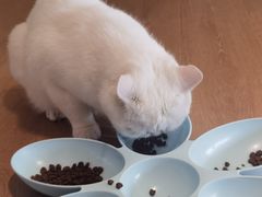-猫腻·猫咖·撸猫馆(星光大道店)