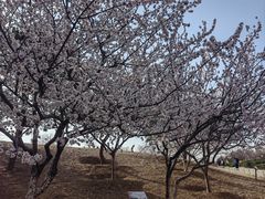 -北京西山国家森林公园