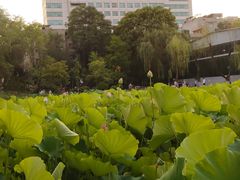 -莲湖公园