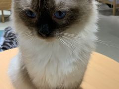 -藏猫猫咖啡主题馆(中央大道店)