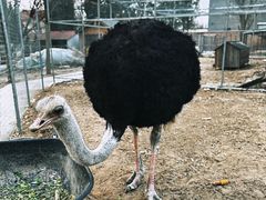 -意大利农场度假村