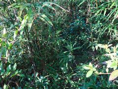 -青芝山风景名胜区