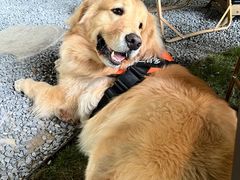 -J Create城市露营咖啡·简餐·宠物(上海动物园店)