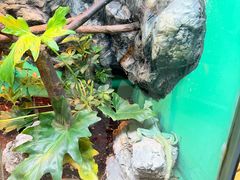 -上海大自然野生昆虫馆(东方明珠·爬宠昆虫探索中心)