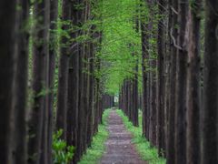 -上海长兴岛郊野公园