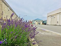 从中富良野车站到农场的路上-富田农场