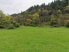 -武陵山森林公园