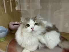 -青奢宠物·青奢猫舍