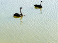 -荷兰花海