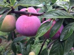 -潮香兴煲仔饭(莲花路店)