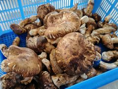 -野菌王牦牛肉汤锅