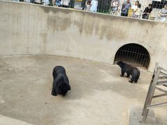 -保定市动物园