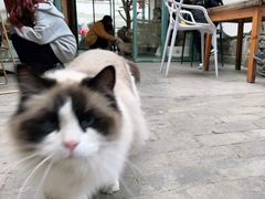 -喵屿·大理花园猫咖
