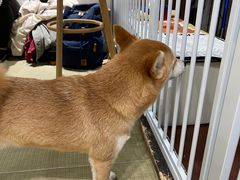 -逗柴咖啡屋·狗咖猫咖宠物桌游