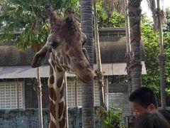 -清迈夜间动物园