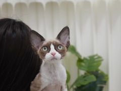 -山宅一喵德文卷毛猫舍