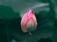 -陈家山荷花公园