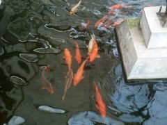 -万源龙顺度假庄园生态观光园