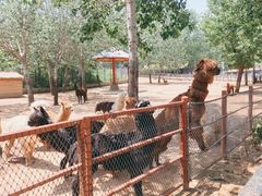 -大连森林动物园