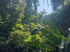 -西双版纳原始森林公园