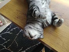 -平行世界·猫咖(首经贸店)