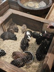 -酷嗒动物文化乐园(cutezoo西溪乐天城店)