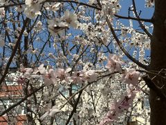 -桃花堤公园