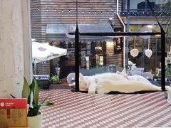 -有猫主题·治愈系猫咖(曾厝垵店)