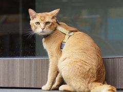 -Again Coffee Roaster(香蜜湖店)