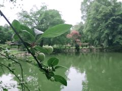 -秀丽东方