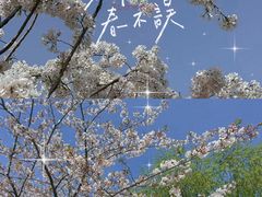 -顾村公园