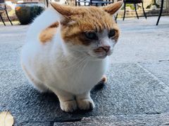 -韬光茶庵