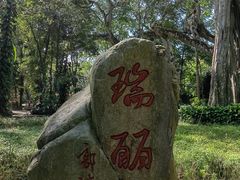 -瑞丽独树成林风景区