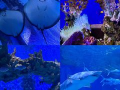 -海合安武汉极地海洋公园