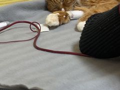 -中农大我爱我爱动物医院·核磁CT·猫病·24小时夜诊中心(石佛营店)