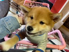 -猫色咖啡·猫咖