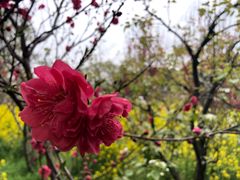 -南汇桃花村