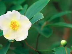 -青峰峡国家森林公园