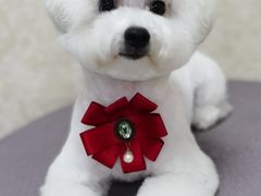 -乐琪宠物(青塔西路店)