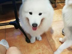 -more than meow吴止猫主题餐厅(承德 中船汇店)