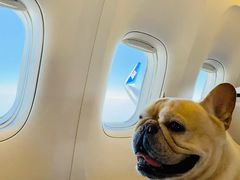 -北京派仕佳德动物医院·超导核磁·CT·神经科·骨科·内外科·急重症管理中心