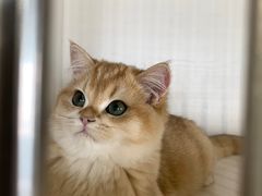 -东方名猫馆·英短金渐层布偶猫舍(环线广场1号楼店)