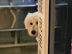 -翊宠yipet猫狗购宠庄园犬舍•猫舍