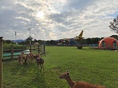 -苏州太湖西山岛开心农场