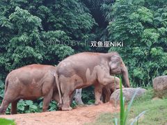-广州长隆野生动物世界