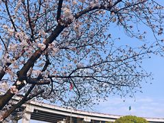 -上海南浦大桥长途旅游客运站
