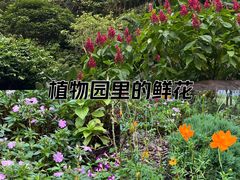 -深圳仙湖植物园