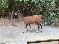 -广州长隆野生动物世界