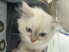 -博特宠物医院24h犬猫全科.骨科·异宠